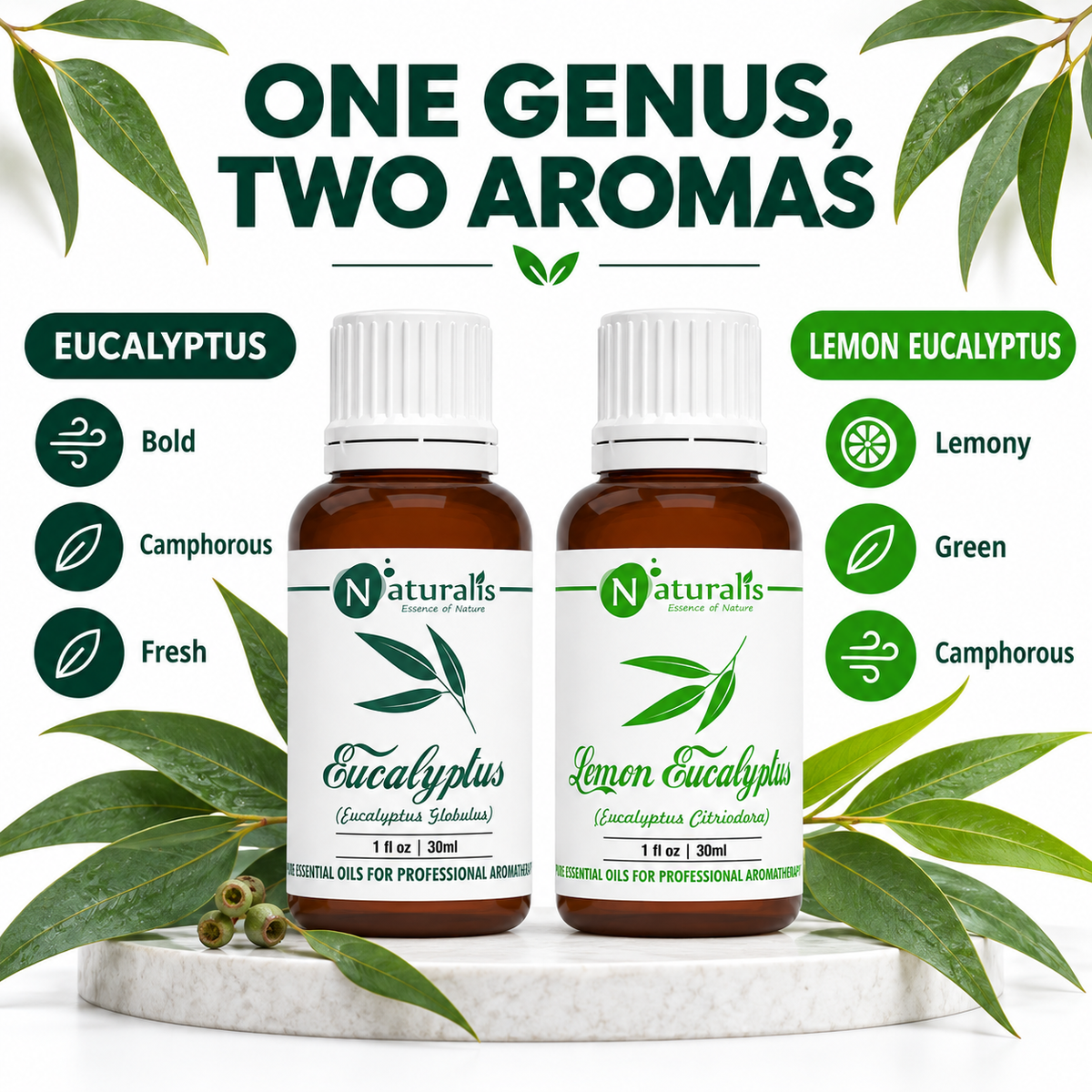 Eucalyptus and Lemon Eucalyptus Essential Oil Set – aroma profile