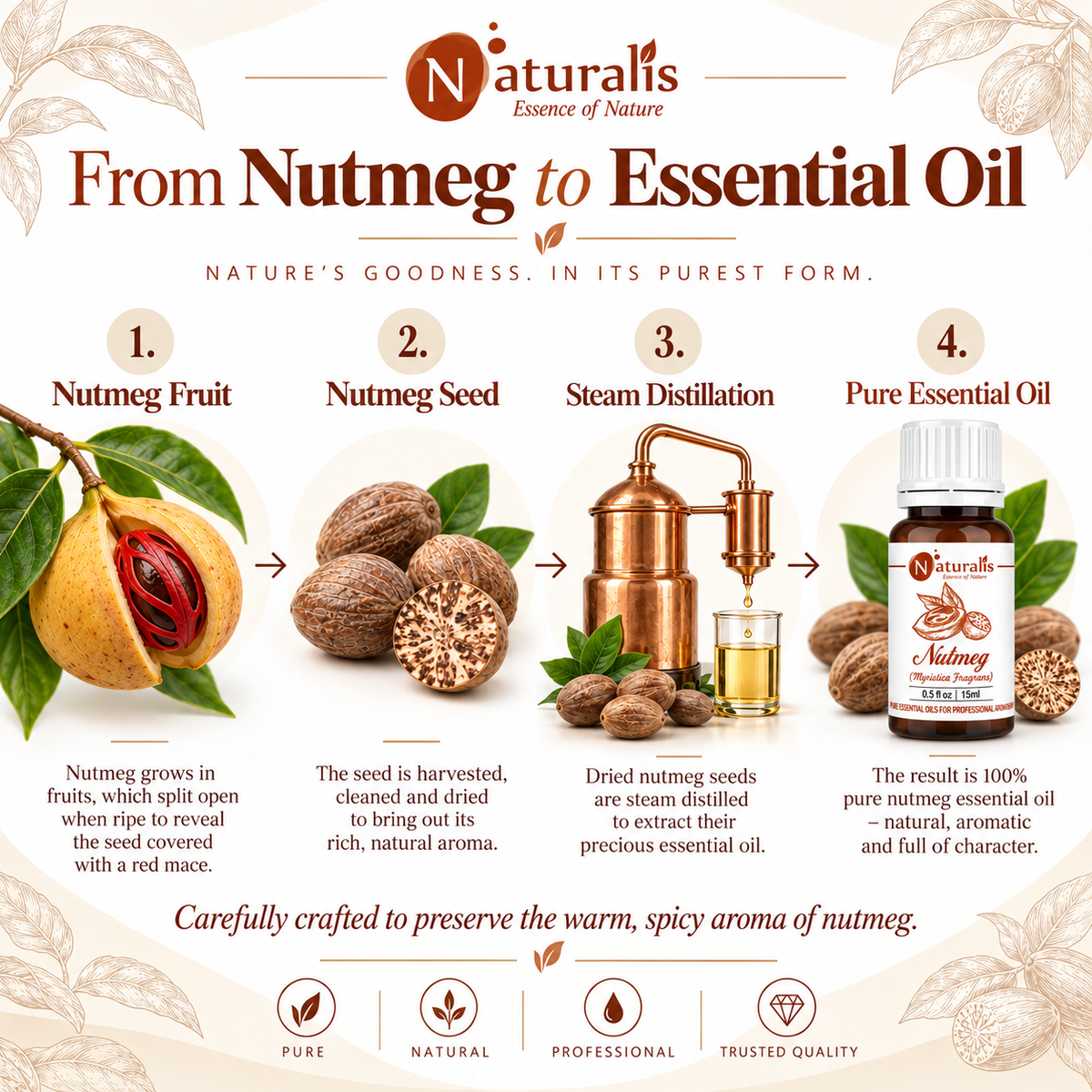 From nutmeg fruit and seed to steam distilled Nutmeg Essential Oil - Myristica fragrans process infographic